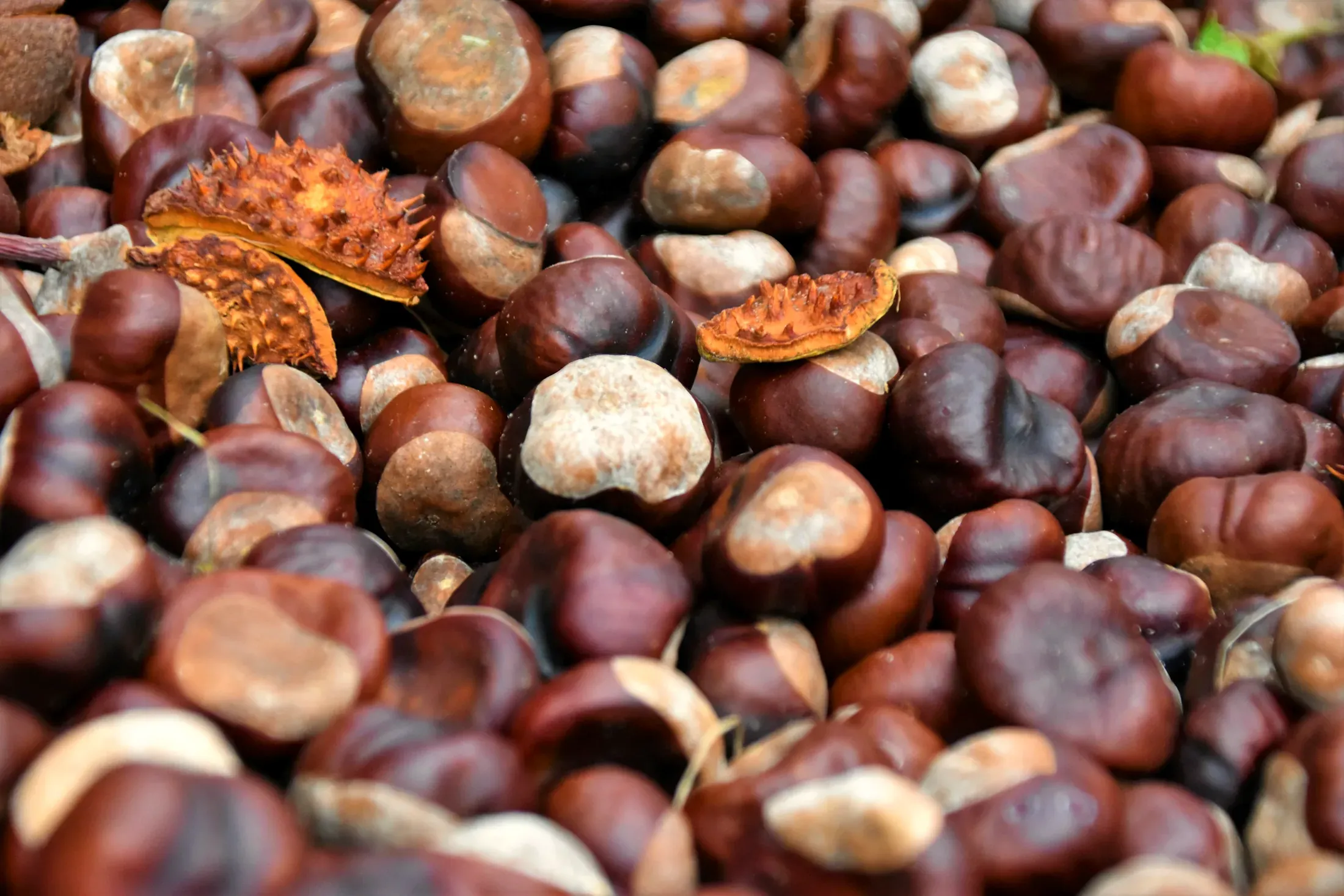 Castagne appena raccolte